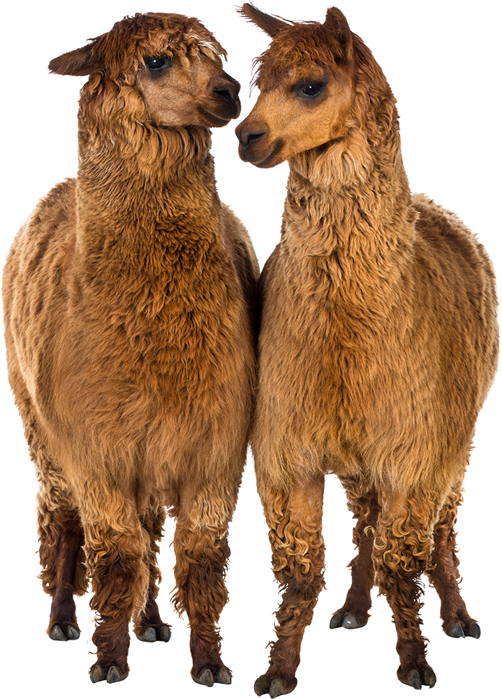 two-alpacas.jpg