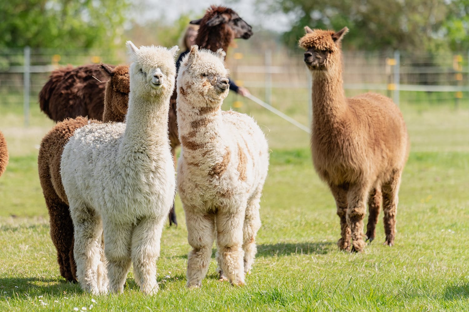 alpakas-auf-der-alpakaweide